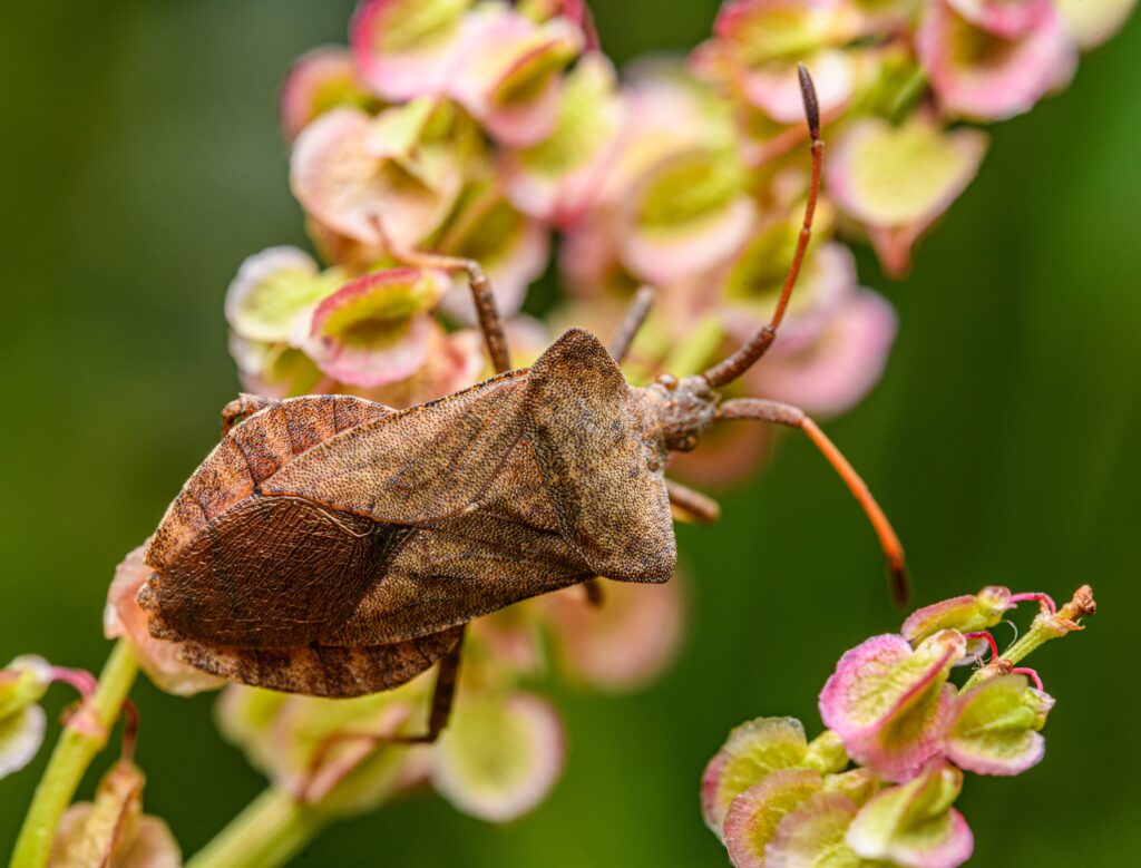 Detailed macro image of a bug on vibrant flowers with a green background.